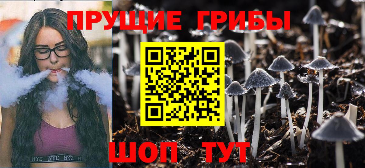 Галлюциногенные грибы Psilocybine cubensis Мурино